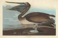 Brown Pelican, 1838. Creator: Robert Havell