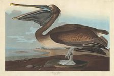 Brown Pelican, 1838. Creator: Robert Havell