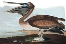Brown Pelican, Pelecanus Fuscus, 1845