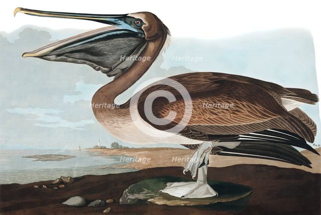 Brown Pelican,  Pelecanus Fuscus, 1845.
