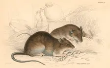 Brown rat (Rattus rattus), 1828. Creator: Unknown