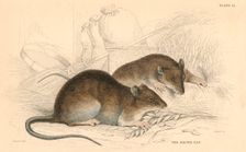 Brown rat (Rattus rattus), 1828. Creator: Unknown