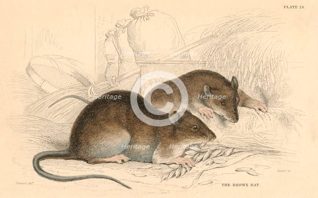 Brown rat (Rattus rattus), 1828. Creator: Unknown.