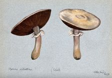 Brown wood mushrooms (Agaricus silvaticus): two fruiting bodies, 1891. Creator: Unknown