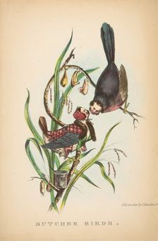 Butcher Birds, from The Comic Natural History of the Human Race, 1851. Creators: Henry Louis Stephens, L. Rosenthal