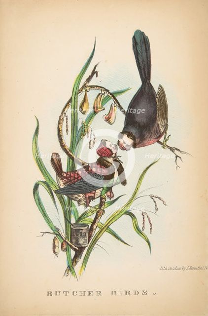 Butcher Birds, from The Comic Natural History of the Human Race, 1851. Creators: Henry Louis Stephens, L. Rosenthal.