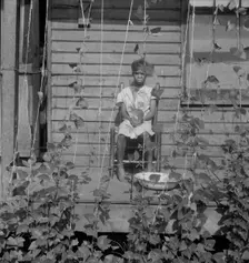 Butter bean vines across the porch, negro quarter in Memphis, Tennessee, 1938. Creator: Dorothea Lange