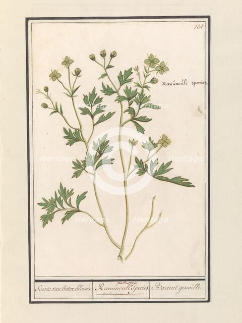 Buttercup (Ranunculus), 1596-1610. Creators: Anselmus de Boodt, Elias Verhulst.