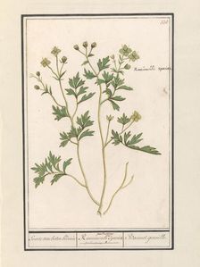 Buttercup (Ranunculus), 1596-1610. Creators: Anselmus de Boodt, Elias Verhulst