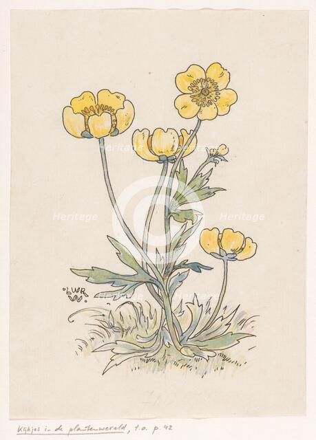 Buttercups, in or before 1893. Creator: Willem Wenckebach.