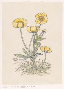 Buttercups, in or before 1893. Creator: Willem Wenckebach