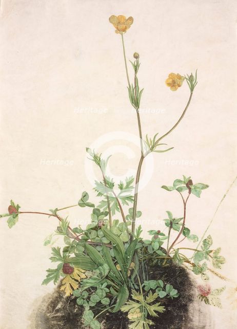 Buttercups, Red Clover and Plantain, 1526. Creator: Dürer, Albrecht (1471-1528).