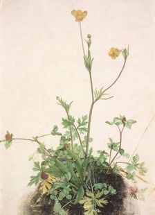 Buttercups, Red Clover and Plantain, 1526. Creator: Dürer, Albrecht (1471-1528)