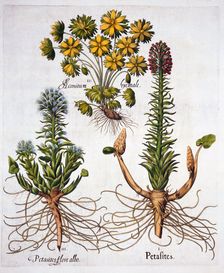 Butterburs and Winter Aconite, from Hortus Eystettensis by Basil Besler (1561-1629), pub. 1613 (h