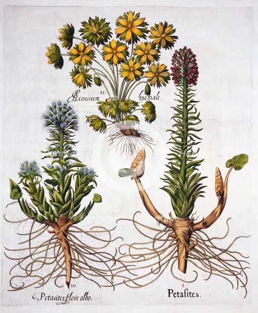 Butterburs and Winter Aconite, from 'Hortus Eystettensis', by Basil Besler (1561-1629), pub. 1613 (h