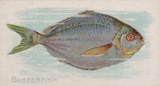 Butterfish, from the Fish from American Waters series (N8) for Allen & Ginter Cigarettes B..., 1889. Creator: Allen & Ginter