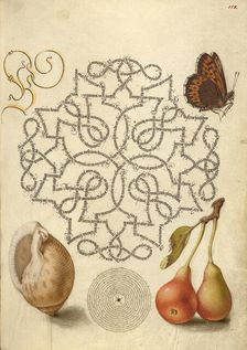Butterfly, Marine Mollusk, and Pear, 1561-1562; illumination added 1591-1596. Creator: Joris Hoefnagel