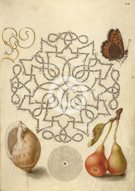 Butterfly, Marine Mollusk, and Pear, 1561-1562; illumination added 1591-1596. Creator: Joris Hoefnagel.