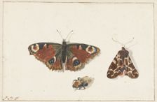 Butterfly, Moth and Bumblebee, c.1700. Creator: Johannes Bronkhorst