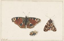 Butterfly, Moth and Bumblebee, c.1700. Creator: Johannes Bronkhorst