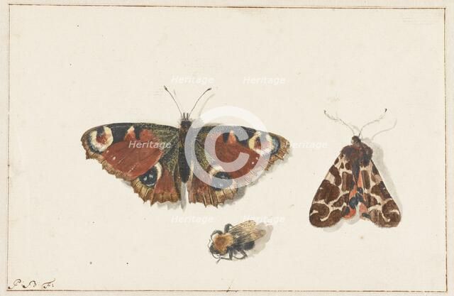 Butterfly, Moth and Bumblebee, c.1700. Creator: Johannes Bronkhorst.