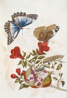 Butterfly and Caterpillar, 1705. Creator: Unknown