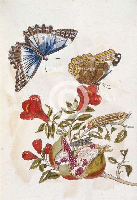 Butterfly and Caterpillar, 1705. Creator: Unknown.