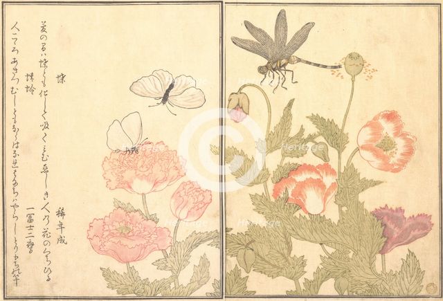 Butterfly (Cho); Dragonfly (Kagero or Tonbo), 1788. Creator: Kitagawa Utamaro.