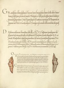 Butterfly Pupae; Mira calligraphiae monumenta, 1561-1562; illumination added 1591-1596. Creator: Joris Hoefnagel