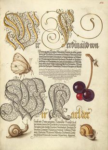 Butterfly, Sweet Cherry, and Land Snails, 1561-1562; illumination added 1591-1596. Creator: Joris Hoefnagel