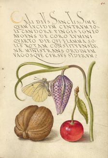Butterfly, Snakeshead, English Walnut, and Sweet Cherry, 1561-1562; illumination added 1591-1596. Creator: Joris Hoefnagel