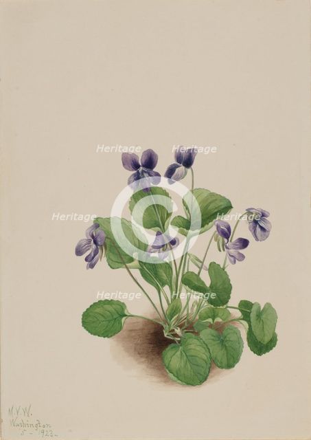 Butterfly Violet (Viola papilionacea), 1923. Creator: Mary Vaux Walcott.