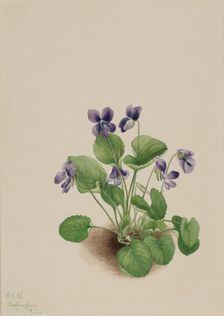 Butterfly Violet (Viola papilionacea), 1923. Creator: Mary Vaux Walcott