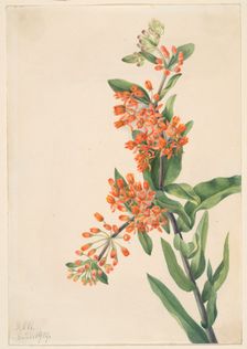 Butterfly Weed (Ascelpias tuberosa), 1919. Creator: Mary Vaux Walcott