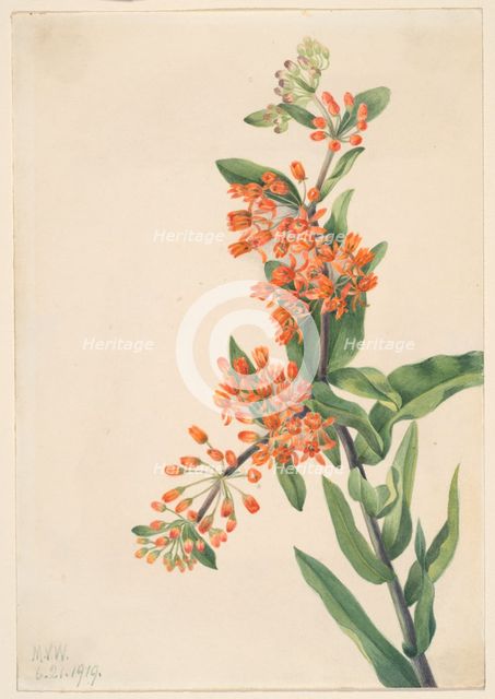 Butterfly Weed (Ascelpias tuberosa), 1919. Creator: Mary Vaux Walcott.