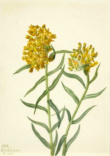 Butterfly Weed (Ascelpias tuberosa), 1935. Creator: Mary Vaux Walcott