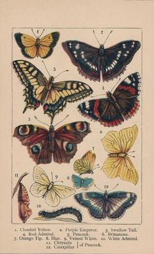 Butterflies 19th century. Creator: Unknown