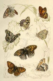 Butterflies, 19th century. Creator: Unknown