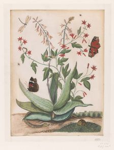 Butterflies, a snake and a turtle around a blooming agave, 1686-1757. Creator: Maria Moninckx