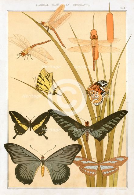 Butterflies, pub. 1897. Creator: Maurice Pillard Verneuil (1869?1942).