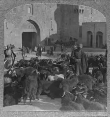 Buying goats at the Damascus Gate, Jerusalem c1900