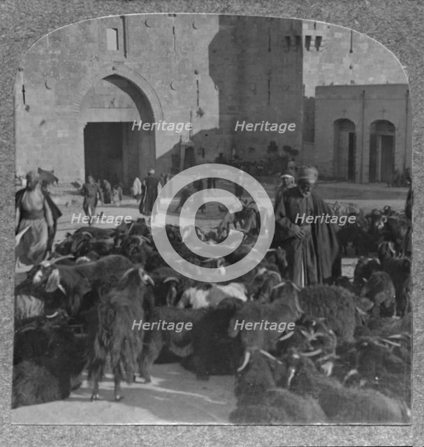 'Buying goats at the Damascus Gate, Jerusalem', c1900. Artist: Unknown.