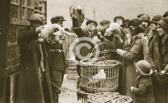 Buying live poultry at a 'Pedlars' Market' at the Caledonian Market, London, 20th century. Artist: Unknown