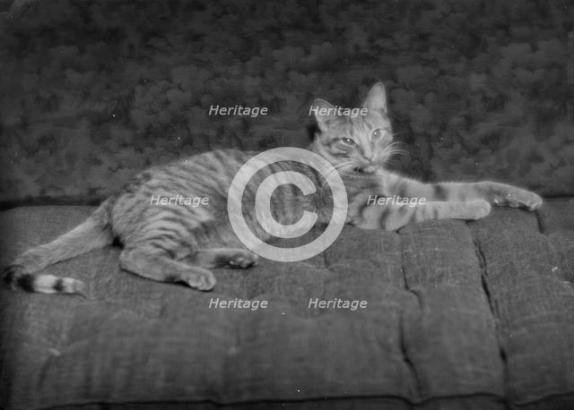 Buzzer the cat, portrait photograph, ca. 1912. Creator: Arnold Genthe.