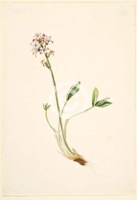 Buckbean (Menyanthes trifoliata), ca. 1900-1920. Creator: Mary Vaux Walcott.