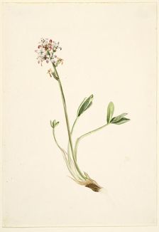 Buckbean (Menyanthes trifoliata), ca. 1900-1920. Creator: Mary Vaux Walcott