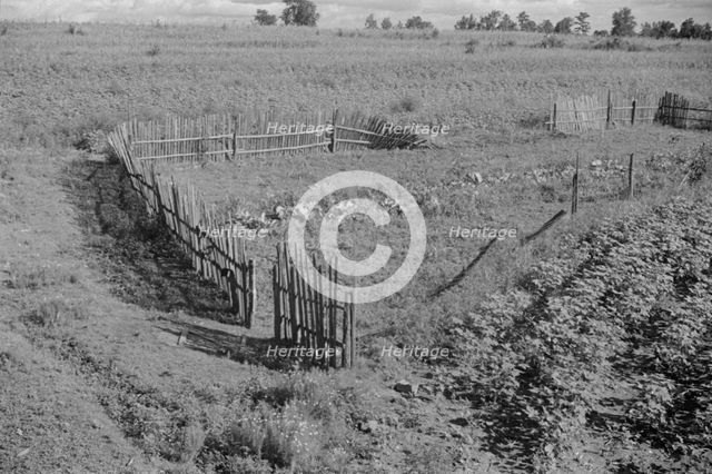 Bud Fields' garden, Hale County, Alabama, 1936. Creator: Walker Evans.
