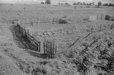 Bud Fields garden, Hale County, Alabama, 1936. Creator: Walker Evans