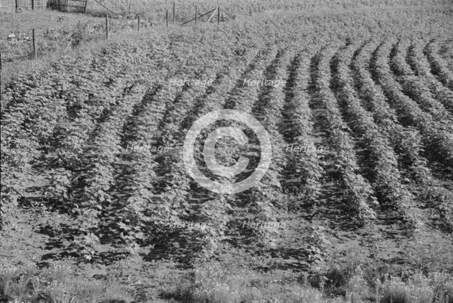 Bud Fields' garden, Hale County, Alabama, 1936. Creator: Walker Evans.