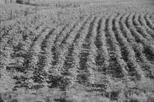 Bud Fields garden, Hale County, Alabama, 1936. Creator: Walker Evans